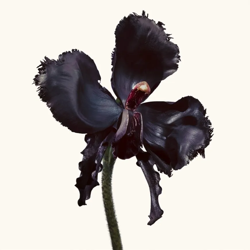 Eau de Parfum Spray, Black Orchid Reserve