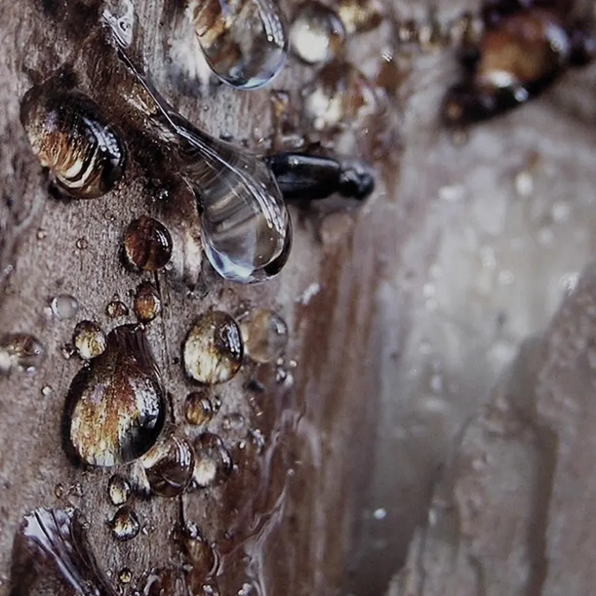 Eau de Parfum Spray, Wood Essence