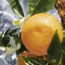 Eau de Toilette Spray, Pamplelune