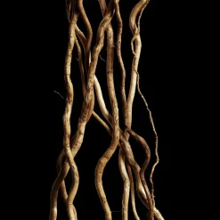 Eau de Toilette Spray, Reborn