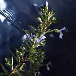 Eau de Toilette Spray, Reborn