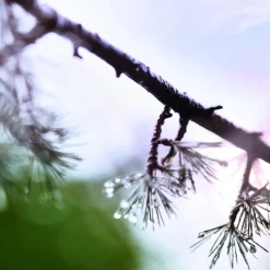 Eau de Toilette Spray, When The Rain Stops