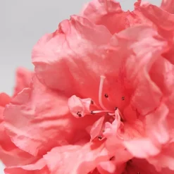 Verjongende Gezichtsolie